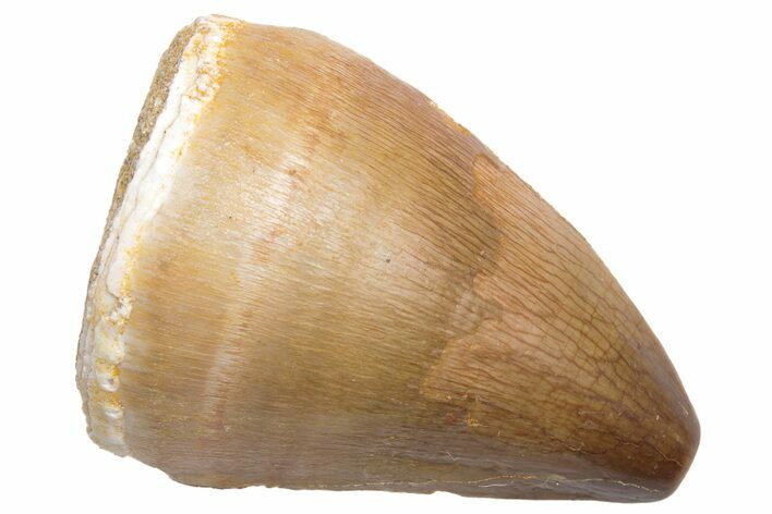 Fossil Mosasaur (Prognathodon) Tooth - Morocco #226423